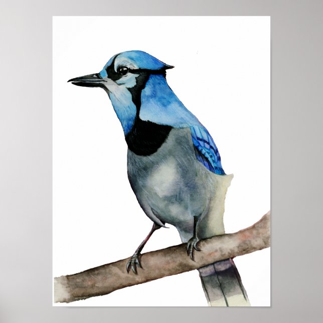 Blue Jay on Branch Watercolor Painting Poster (Front)