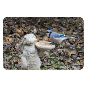 Blue Jay on Cute Rabbit Bird Feeder Magnet