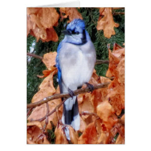 Blue Jay on Oak