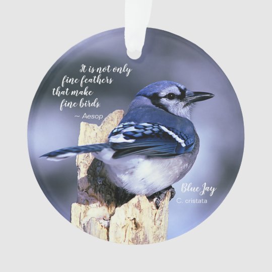 Blue Jay On Post Photo W Quote Birds Nest W Eggs Ornament Zazzle Com Au Blue Jay On Post Photo W Quote Birds Nest W Eggs Ornament Zazzle Com Au