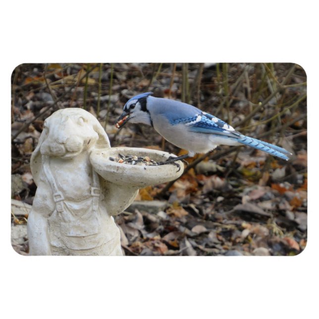 Blue Jay on Rabbit Bird Feeder Magnet (Horizontal)