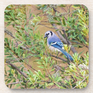 Blue Jay on Southern Wax Myrtle Coaster
