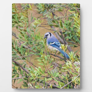 Blue Jay on Southern Wax Myrtle Plaque