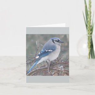 Blue Jay on tree branch Card