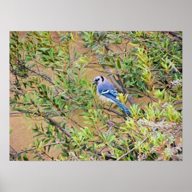 Blue Jay on Wax Myrtle Poster (Front)