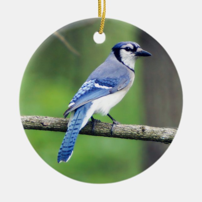 Blue Jay Ornament (Front)