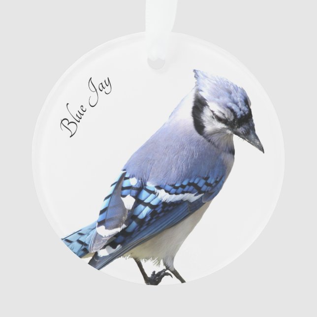 Blue Jay Ornament (Front)