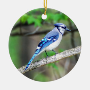Blue Jay Ornament