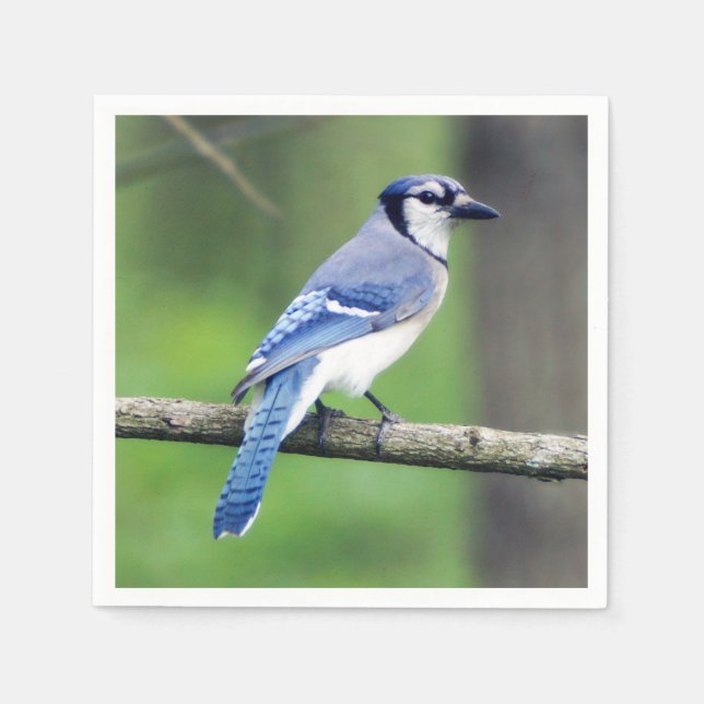 Blue Jay Paper Napkin (Front)