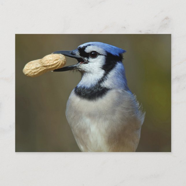 Blue Jay Peanut Postcard (Front)