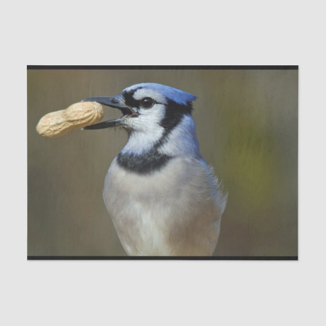Blue Jay Peanut Tissue Paper (Front)
