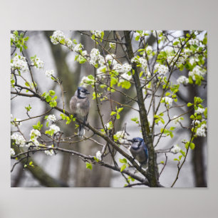 Blue Jay Pear in a Flowering Pear Tree Poster