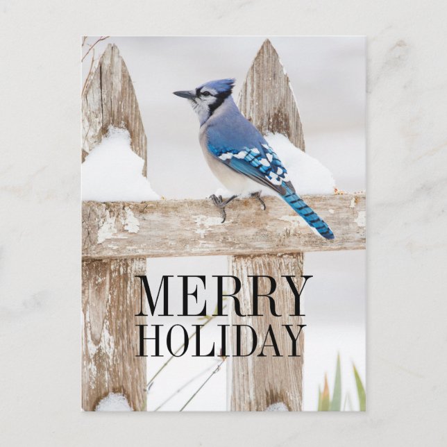 Blue Jay Perched on Snowy Fence Holiday Postcard (Front)
