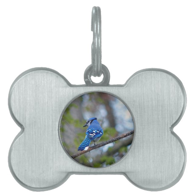 Blue Jay Pet Name Tag (Front)