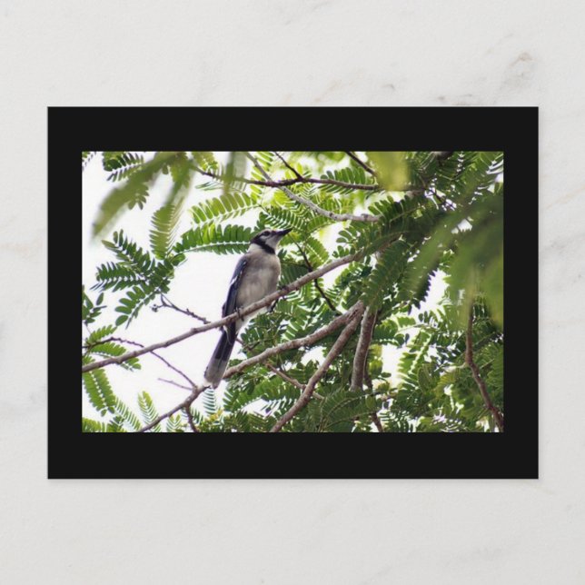 Blue Jay Photo Postcard (Front)