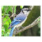 Blue Jay