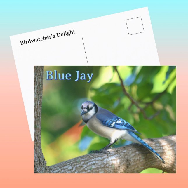 Blue Jay Photographic Nature Customisable Postcard (Creator Uploaded)
