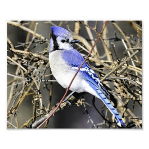 Blue Jay Photography Print