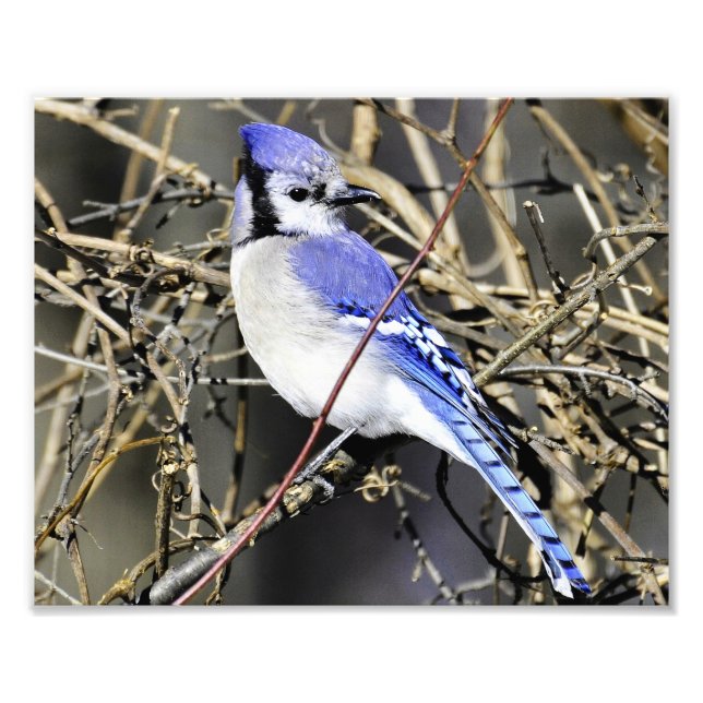 Blue Jay Photography Print (Front)
