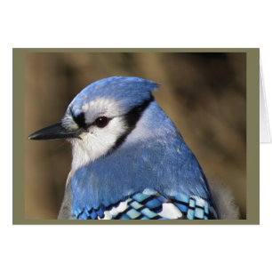 Blue Jay Portrait