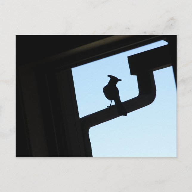 Blue Jay Postcard (Front)