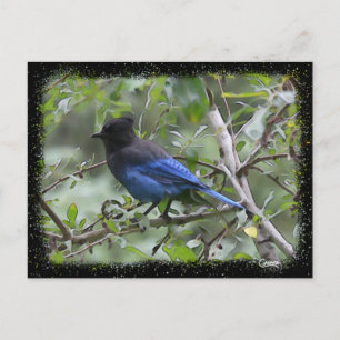 Blue Jay - Postcard
