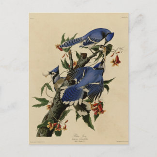 Blue Jay Postcard