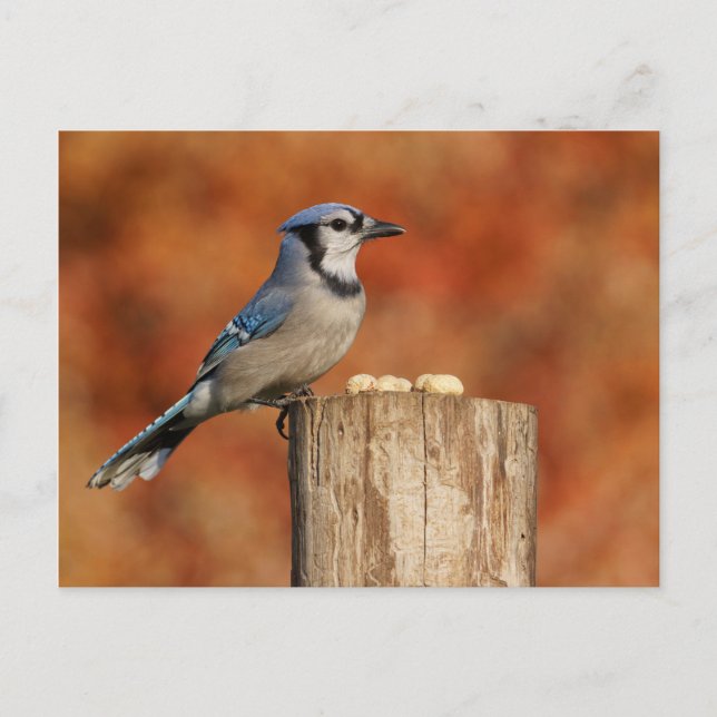 Blue Jay Postcard (Front)