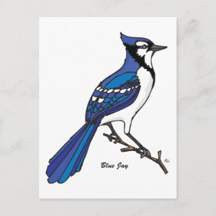 BLUE JAY POSTCARD