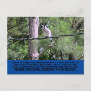 Blue Jay Postcard