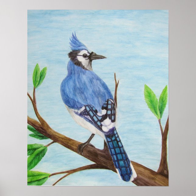 Blue Jay Poster (Front)