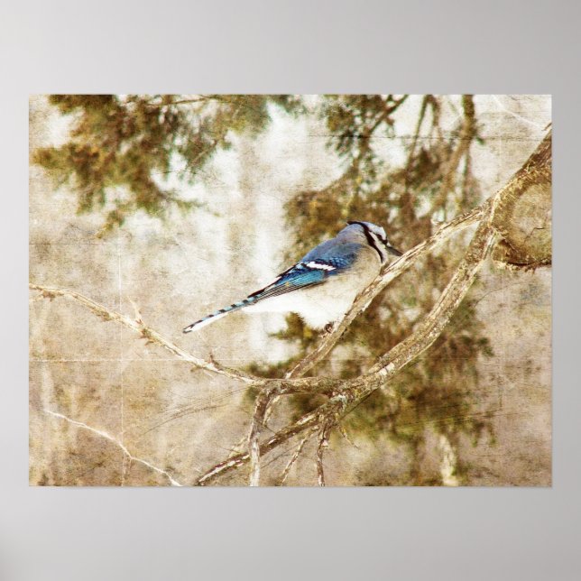 Blue Jay Poster (Front)