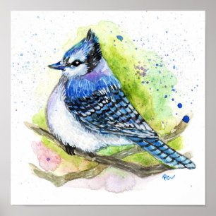 Blue Jay Poster