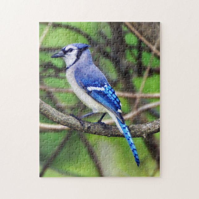 Blue Jay Puzzle (Vertical)
