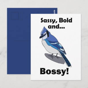 Blue Jay Sassy Bold Bossy Bird Birthday  Postcard