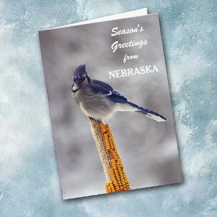 Blue Jay Season's Greetings from Nebraska Holiday Card