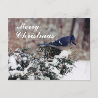 blue jay snow, Merry, Christmas - Customised post Holiday Postcard