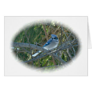 Blue Jay Songbird (Cyanocitta cristata)