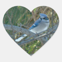 Blue Jay Songbird (Cyanocitta cristata)
