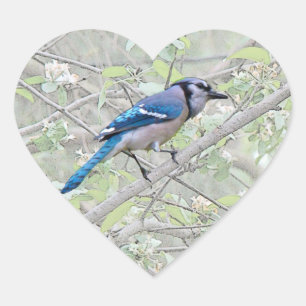 Blue Jay Songbird Heart Sticker