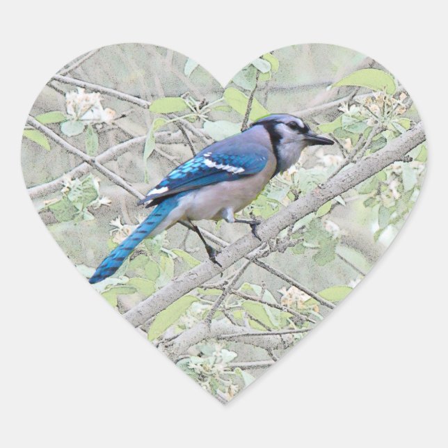 Blue Jay Songbird Heart Sticker (Front)