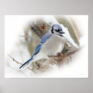 Blue Jay Songbird in Snow Poster
