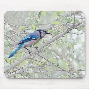Blue Jay Songbird Mouse Pad