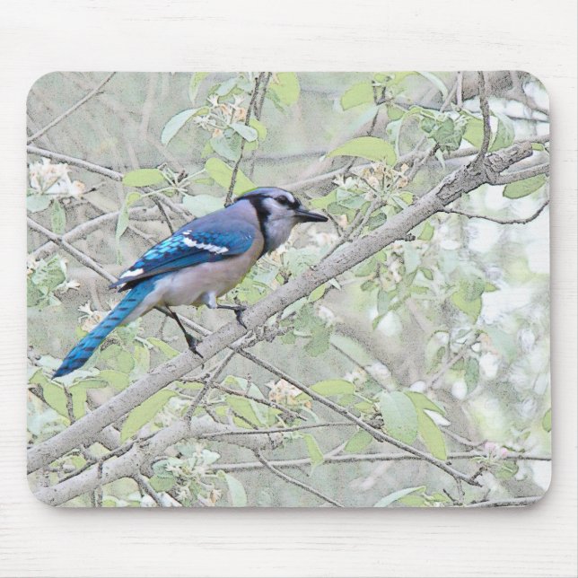 Blue Jay Songbird Mouse Pad (Front)