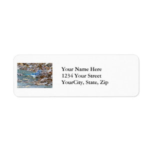 Blue Jay Songbird Series Return Address Label