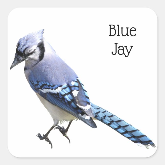 Blue Jay Square Sticker (Front)