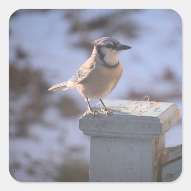 Blue Jay Square Sticker (Front)