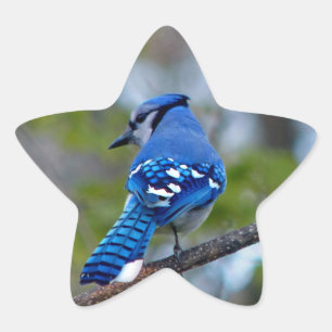 Blue Jay Star Sticker