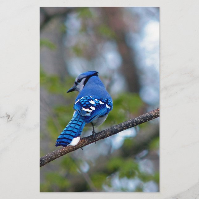 Blue Jay Stationery (Front)