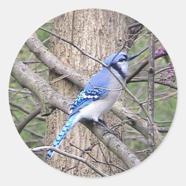 Blue Jay Sticker (Front)